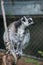 wild maki catta lemur standing on tree branch