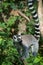 Wild maki catta lemur standing on tree branch