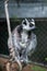 wild maki catta lemur standing on tree branch