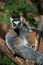 wild maki catta lemur standing on tree branch