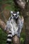 Wild maki catta lemur standing on tree branch