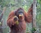 Wild male alpha Orangutan in the flooded forest in Borneo