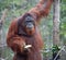 Wild male alpha Orangutan in the flooded forest in Borneo