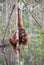 Wild male alpha Orangutan in the flooded forest in Borneo