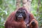 Wild male alpha Orangutan in the forest in Borneo