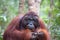 Wild male alpha Orangutan in the forest in Borneo