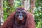 Wild male alpha Orangutan in the forest in Borneo