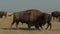 Wild Male American Bison In A Herd
