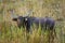 Wild Male Asiatic Buffalo