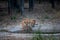 Wild male bengal tiger drinking water from waterhole while patrolling his territory sighted him in evening safari at bandhavgarh