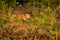 wild male bengal tiger or panthera tigris stalking his prey in golden hour winter evening light at grassland of dhikala zone of