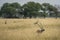 wild male blackbuck or antilope cervicapra or indian antelope with face expression and group or herd family in grassland landscape