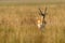 Wild male blackbuck or antilope cervicapra or indian antelope head on in grassland of tal chhapar sanctuary churu rajasthan india