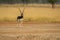 Wild male blackbuck or antilope cervicapra or indian antelope with long horn head on in scenic landscape or grassland of velavadar
