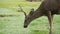 Wild male deer with antlers horns grazing, green lawn grass. Buck or stag animal