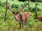 Wild male deer in Lake DistrictÂ¡ national park, England