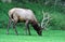 Wild male elk with huge antlers grazing at Big Cataloochee valley in North Carolina