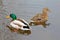 Wild Male and Female Ducks