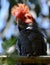 A wild male `gang gang cockatoo` showing off his crest