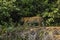 Wild Male Jaguar Walking Along Jungle Riverbank Edge
