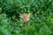 wild male leopard or panther or panthera pardus face closeup and peekaboo moment behind trees and leaves in natural monsoon green