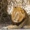 Wild male lion having a nap in savannah, in Kruger park