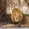 Wild male lion having a nap in savannah, in Kruger park