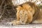 Wild male lion having a nap in savannah, in Kruger park