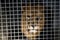Wild male lion kept in cage inside a circus menagerie - animal abuse