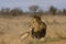 Wild male lion , Kruger National park, South Africa