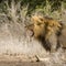 Wild male lion roaring in savannah