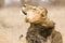 Wild male lion shaking himself , Kruger National park, South Africa