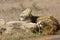 Wild male lion sleeping , Kruger National park, South Africa