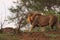 Wild male lion walking in the bush africa safari