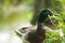 Wild male mallard (Anas platyrhynchos) watching for danger, duck, alert, bird, nature, animals