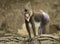 Wild male mandrill baboon with white and red nose from the tropical Guinea rainforest