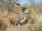 Wild male nyala eating in deep savannah, Kruger national park, SOUTH AFRICA
