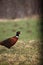 Wild male pheasant