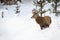 Wild male of red deer looking for food in the snow-covered and frozen woods