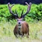 Wild male red deer in Untied Kingdom