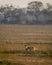 wild male Spotted deer or Chital or Cheetal or axis axis with big antlers resting in wetland of keoladeo national park or