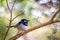 Wild Male Superb Fairy Wren, Werribee, Victoria, Australia, August 2019