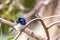 Wild Male Superb Fairy Wren, Werribee, Victoria, Australia, August 2019