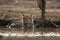 Wild male tiger cooling off in water during hot summer season at ranthambore national park or tiger reserve, rajasthan, india