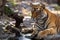 Wild male tiger cooling off in water during hot summer season at ranthambore national park or tiger reserve, rajasthan, india