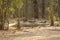 Wild male tiger quenching thirst and taking care of playful cubs in water at magdhi zone of bandhavgarh national park or tiger