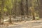 Wild male tiger quenching thirst and taking care of playful cubs in water at magdhi zone of bandhavgarh national park or tiger