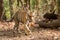 Wild Male tiger walking in forest for territory marking at kanha national park or tiger reserve, madhya pradesh, india