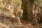 Wild Male tiger walking in forest for territory marking at kanha national park or tiger reserve, madhya pradesh, india