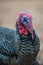 Wild Male Turkey Closeup Thanksgiving